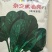 杂交黑油亮耐寒菠菜种子耐抽薹半圆黑叶厚菠菜高产