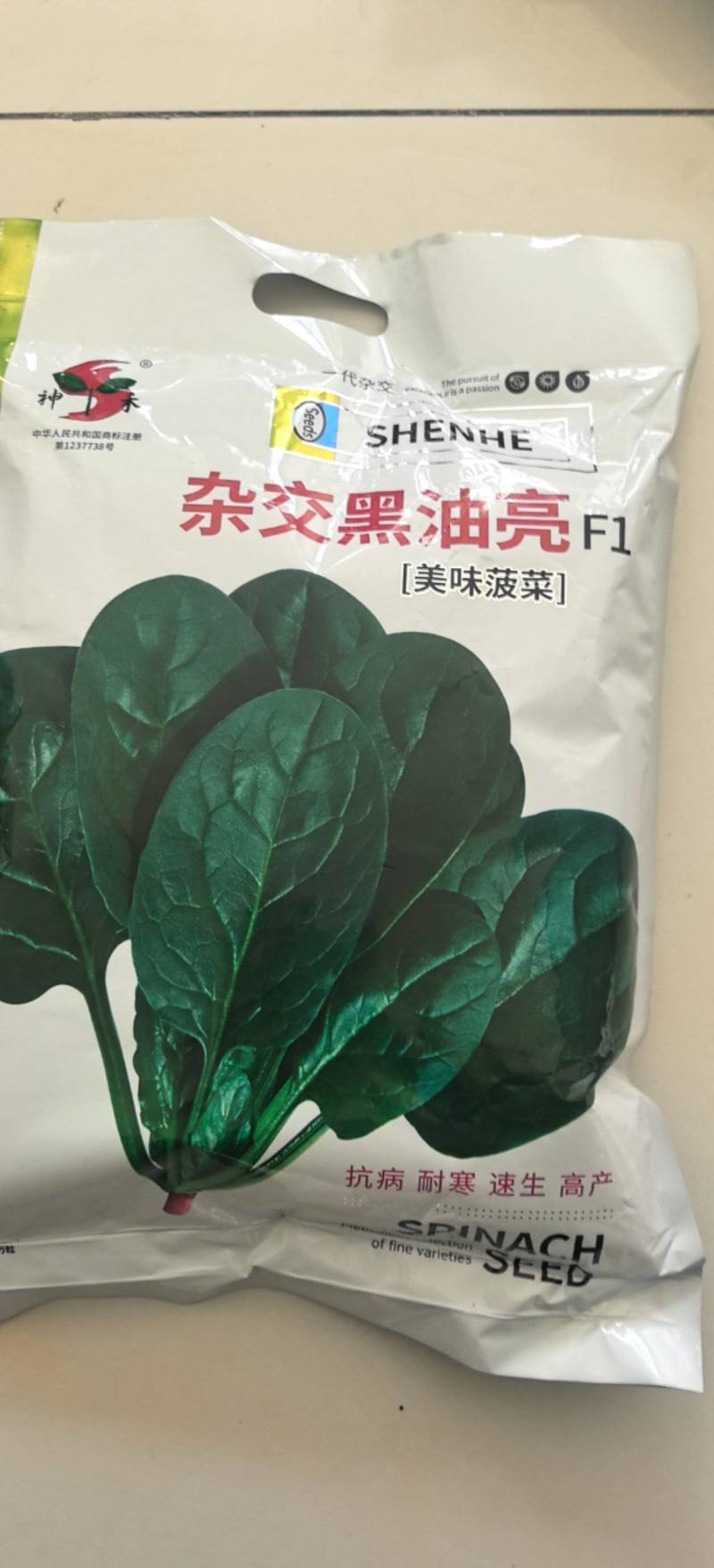杂交黑油亮耐寒菠菜种子耐抽薹半圆黑叶厚菠菜高产