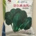 杂交黑油亮耐寒菠菜种子耐抽薹半圆黑叶厚菠菜高产