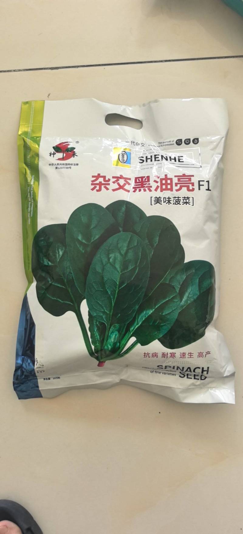 杂交黑油亮耐寒菠菜种子耐抽薹半圆黑叶厚菠菜高产