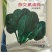 杂交黑油亮耐寒菠菜种子耐抽薹半圆黑叶厚菠菜高产