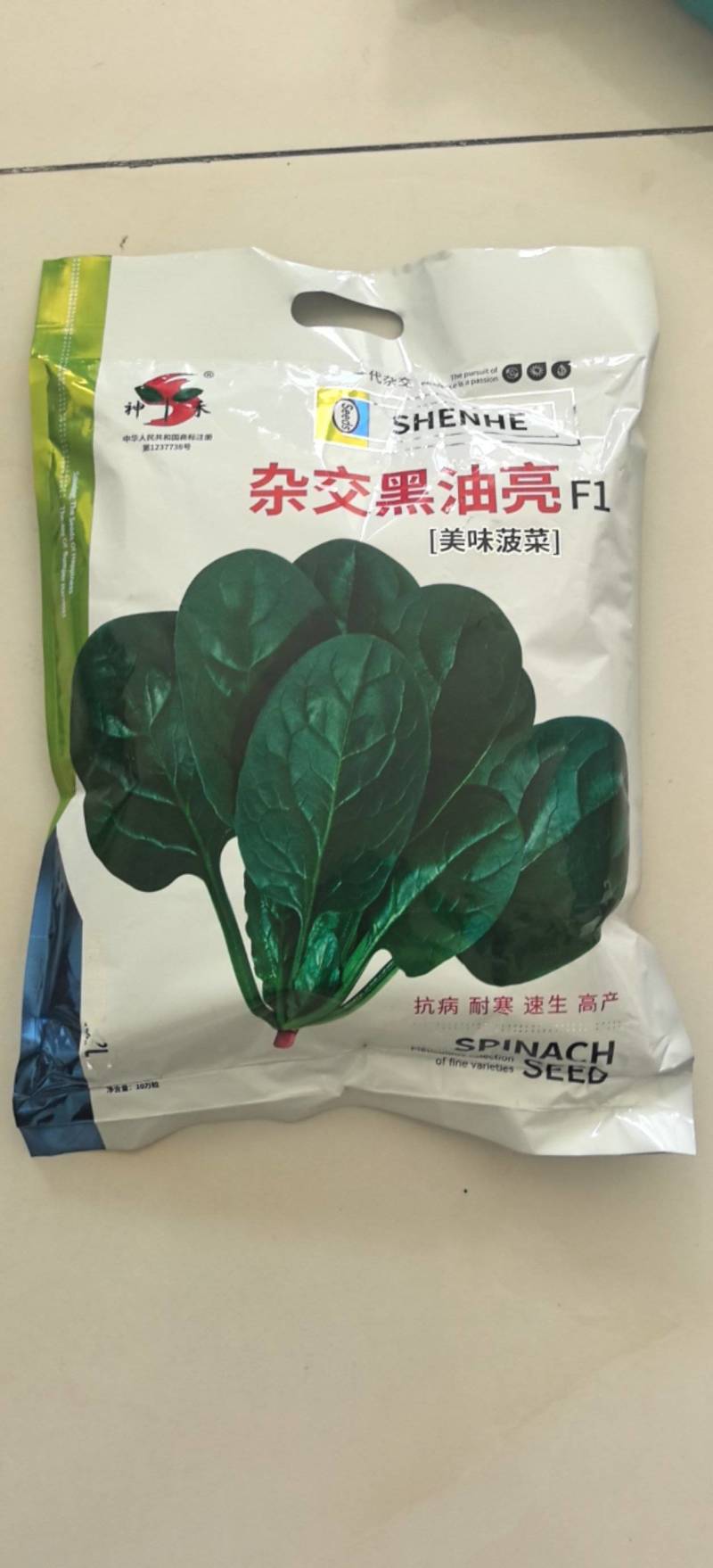 杂交黑油亮耐寒菠菜种子耐抽薹半圆黑叶厚菠菜高产
