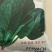 杂交黑油亮耐寒菠菜种子耐抽薹半圆黑叶厚菠菜高产
