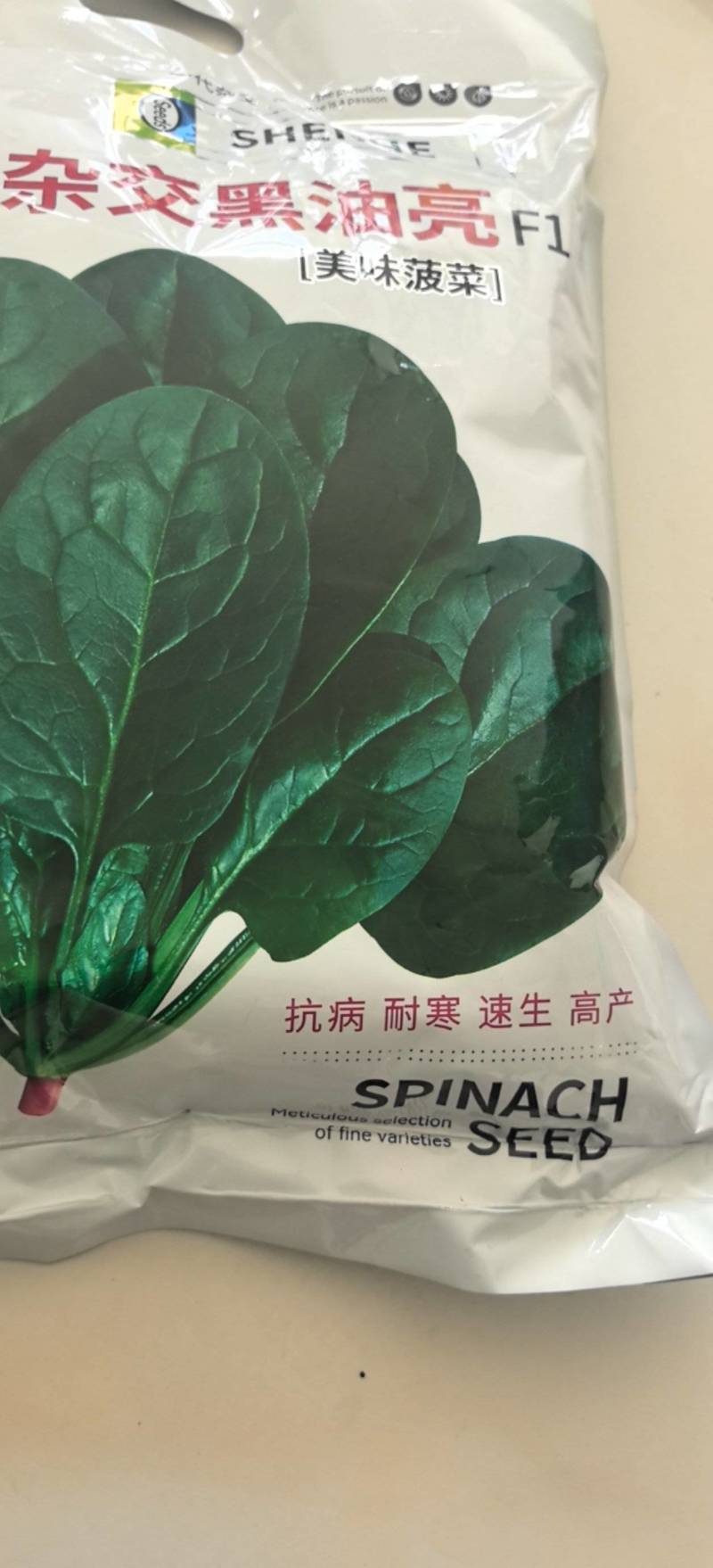 杂交黑油亮耐寒菠菜种子耐抽薹半圆黑叶厚菠菜高产