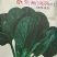 杂交黑油亮耐寒菠菜种子耐抽薹半圆黑叶厚菠菜高产