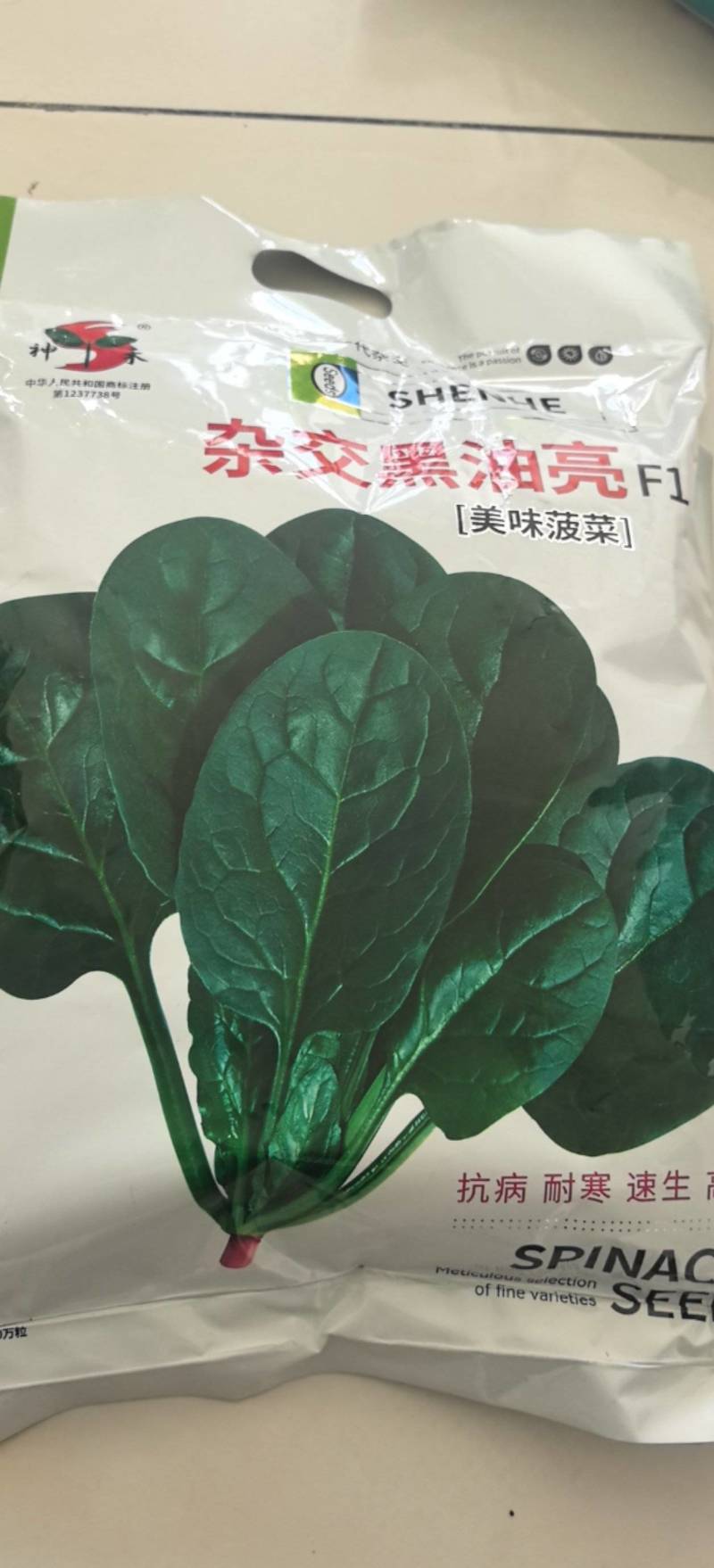 杂交黑油亮耐寒菠菜种子耐抽薹半圆黑叶厚菠菜高产