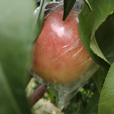 灵宝脆桃，成熟