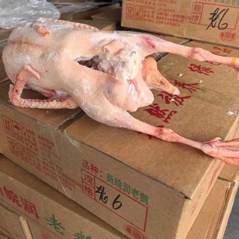 大鹅老鹅
