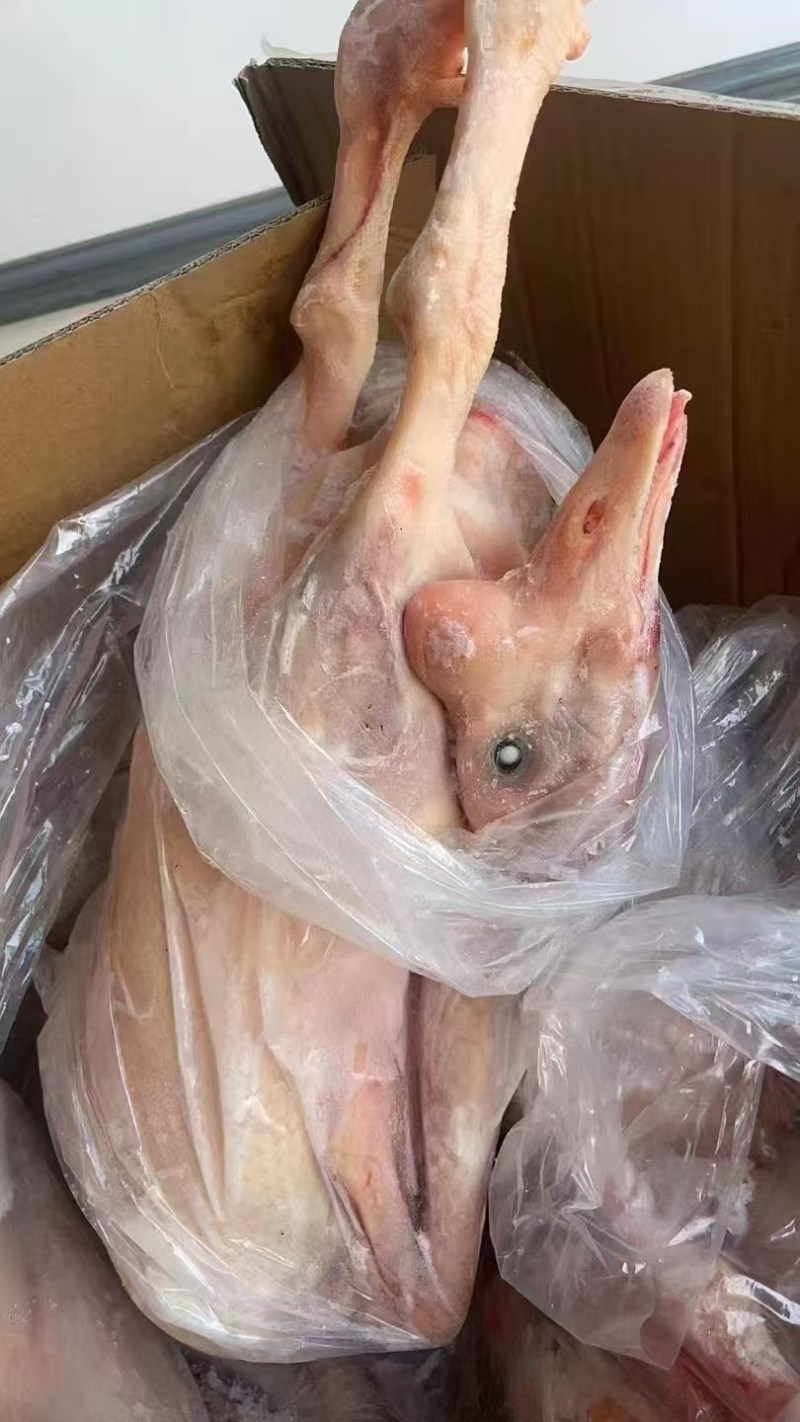 大鹅老鹅