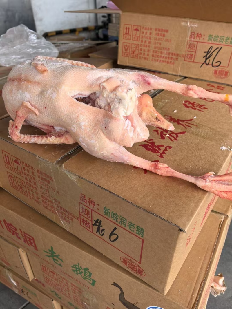 大鹅老鹅