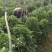 晋中昔阳县旱地西红柿产地直供，货源充足，大量批发品质保证