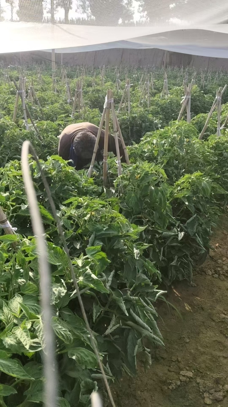 晋中昔阳县旱地西红柿产地直供，货源充足，大量批发品质保证