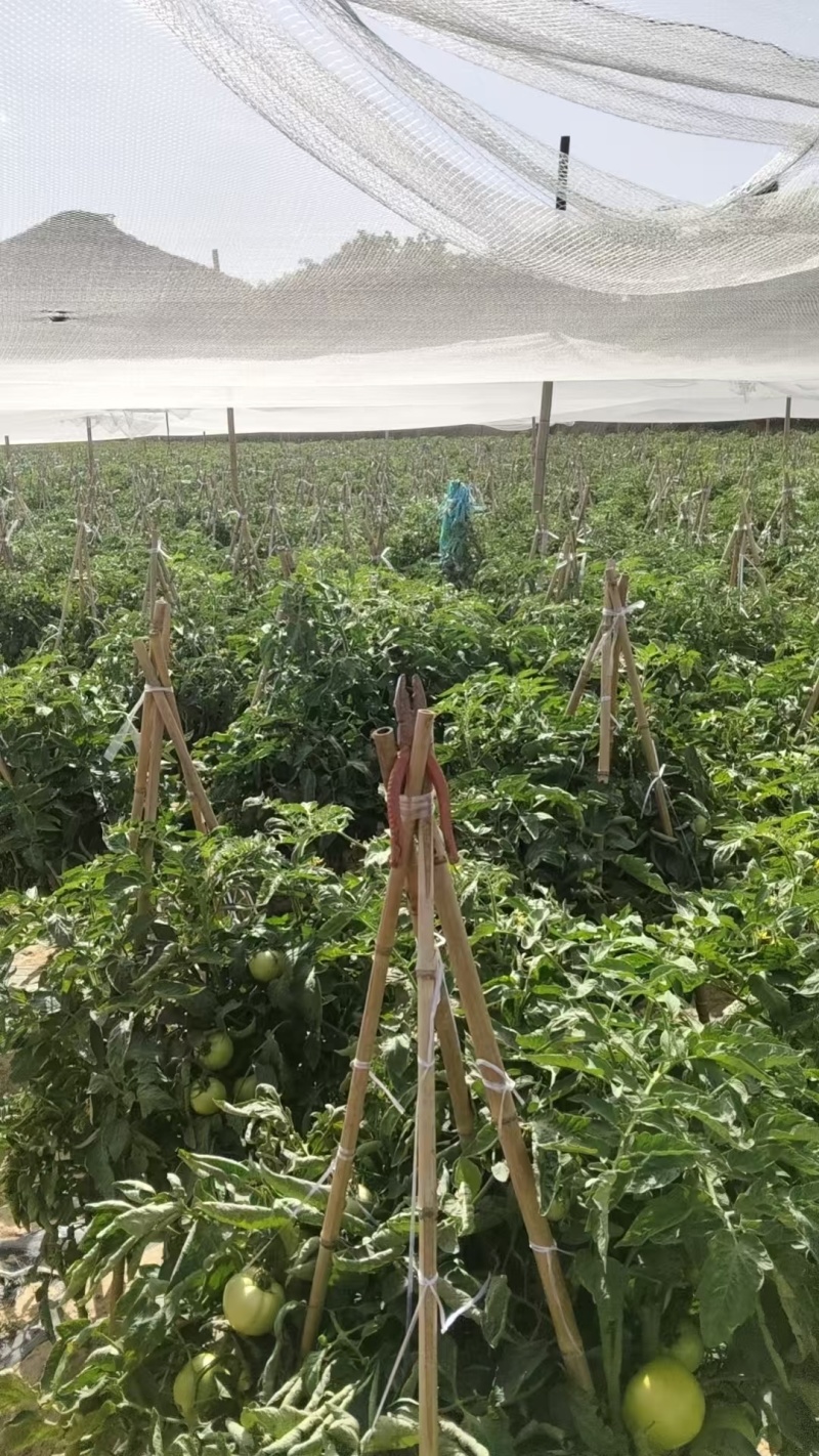 晋中昔阳县旱地西红柿产地直供，货源充足，大量批发品质保证