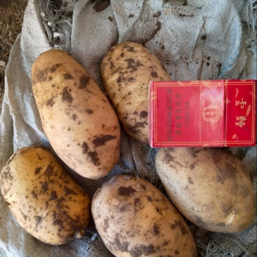 希森土豆欢迎来电226土豆/产地直发/长期供应批发