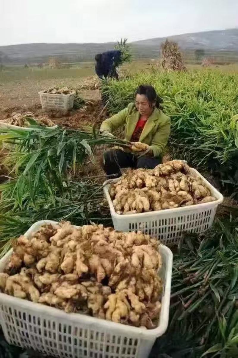 山东优质大黄姜小黄姜品种规格齐全海量货源市场