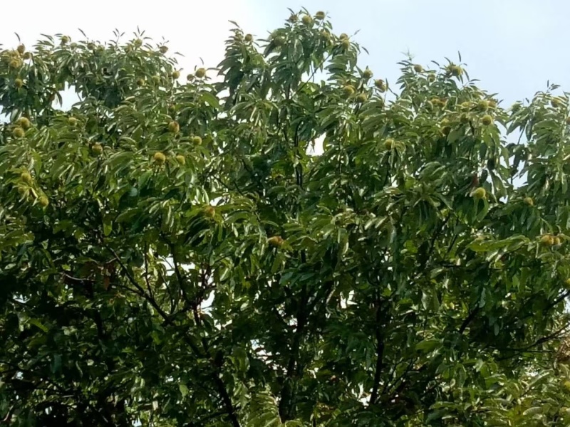 精品板栗量大从优