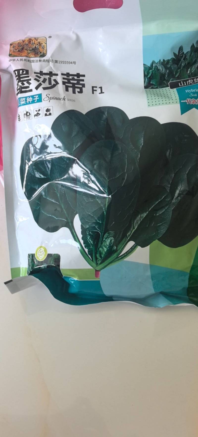 菠菜种子墨莎蒂杂交菠菜种子墨绿油光泽耐寒耐热基地