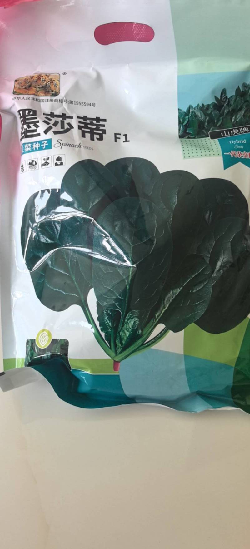 菠菜种子墨莎蒂杂交菠菜种子墨绿油光泽耐寒耐热基地