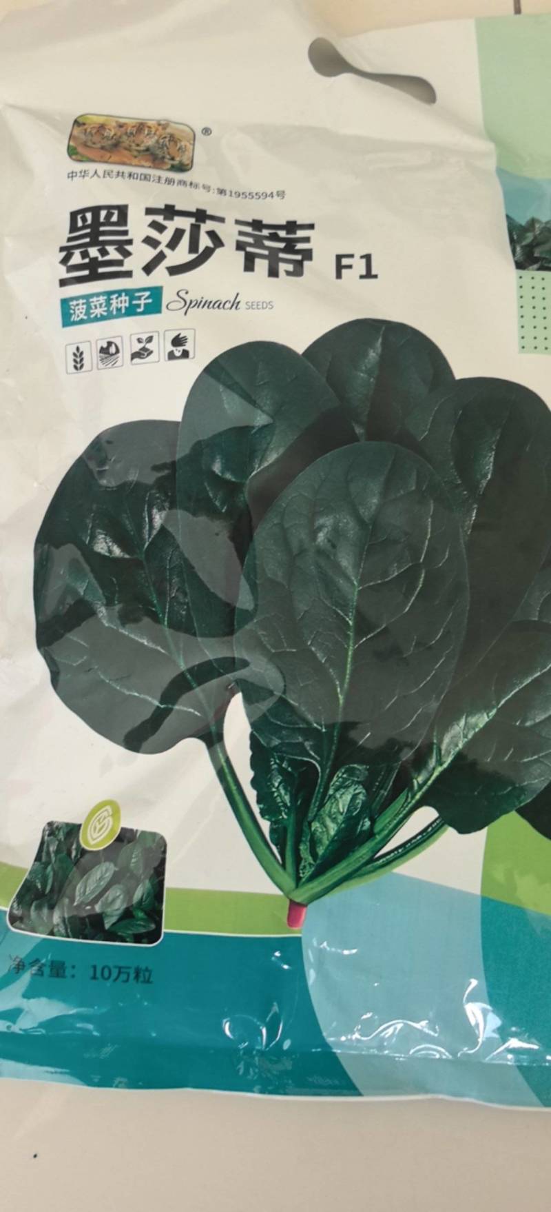 菠菜种子墨莎蒂杂交菠菜种子墨绿油光泽耐寒耐热基地