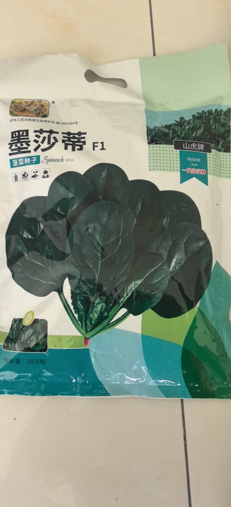 菠菜种子墨莎蒂杂交菠菜种子墨绿油光泽耐寒耐热基地