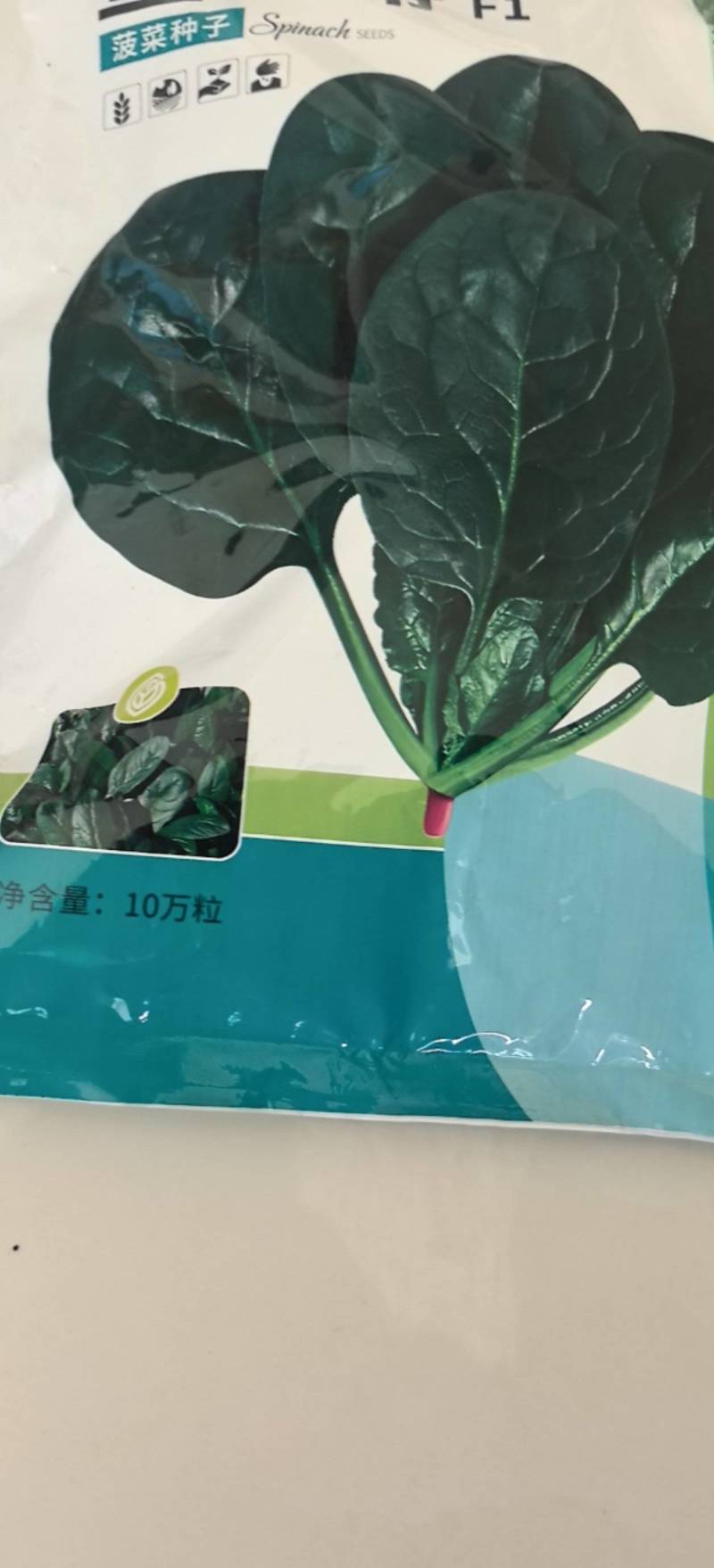 菠菜种子墨莎蒂杂交菠菜种子墨绿油光泽耐寒耐热基地