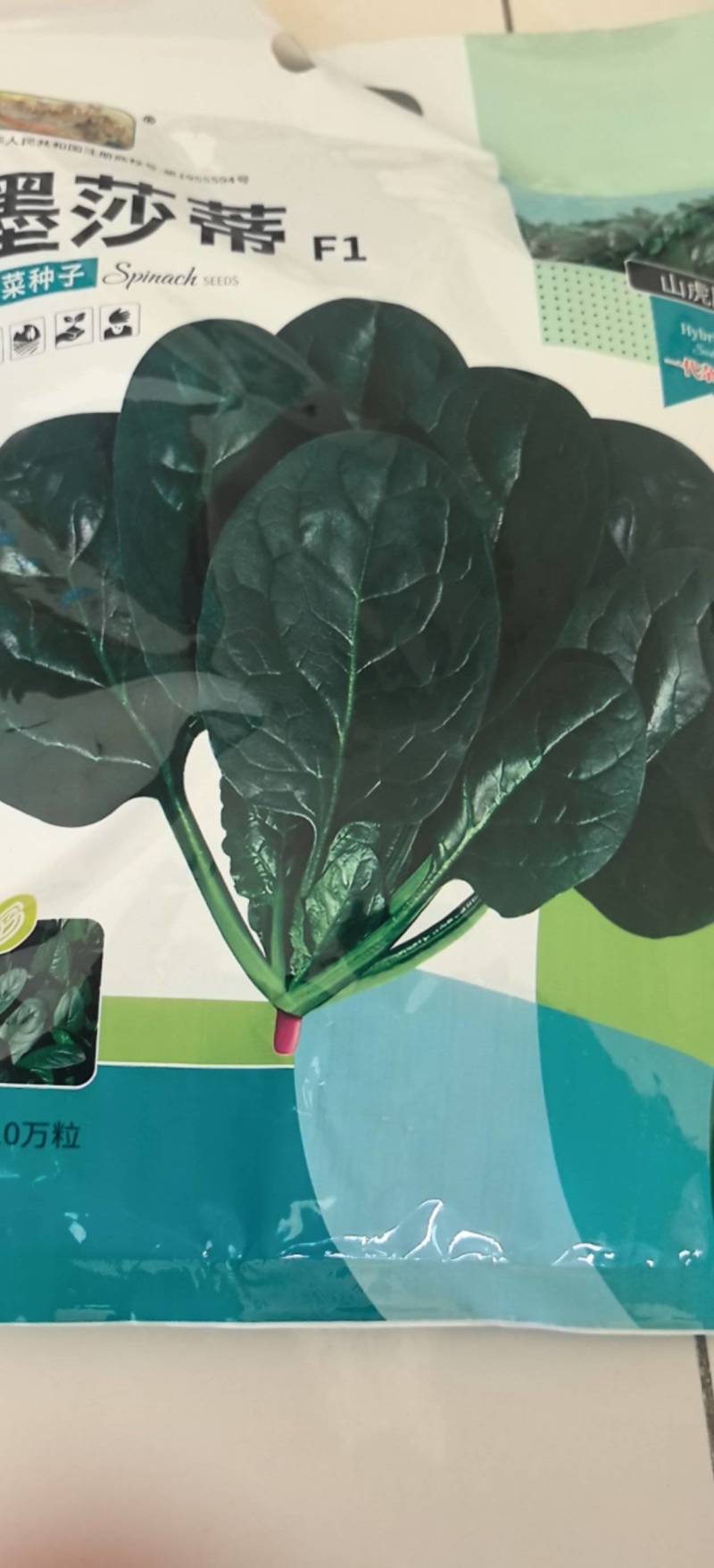 菠菜种子墨莎蒂杂交菠菜种子墨绿油光泽耐寒耐热基地