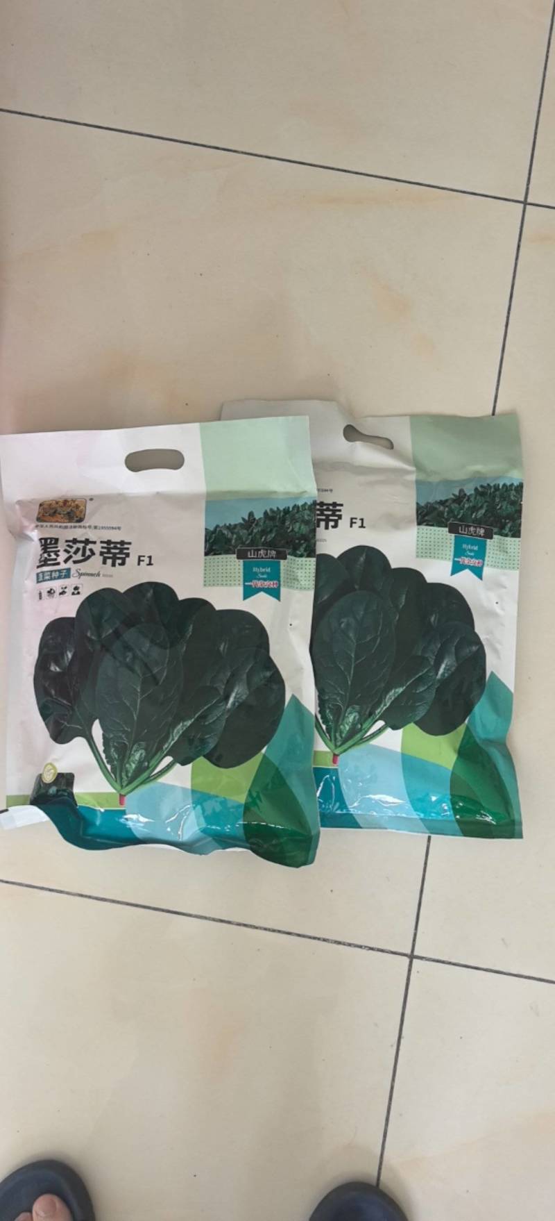 菠菜种子墨莎蒂杂交菠菜种子墨绿油光泽耐寒耐热基地