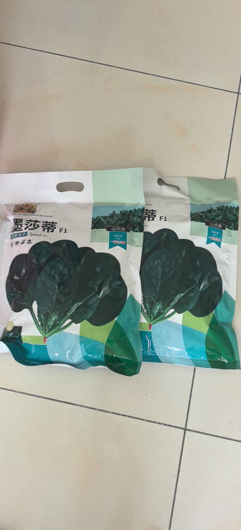 菠菜种子墨莎蒂杂交菠菜种子墨绿油光泽耐寒耐热基地