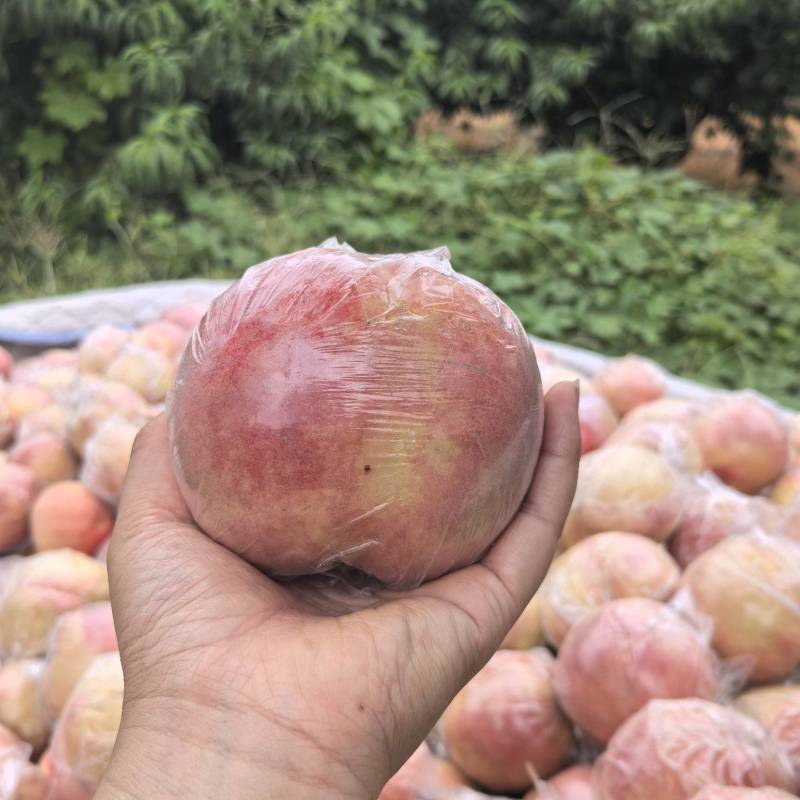 山西运城秦王桃