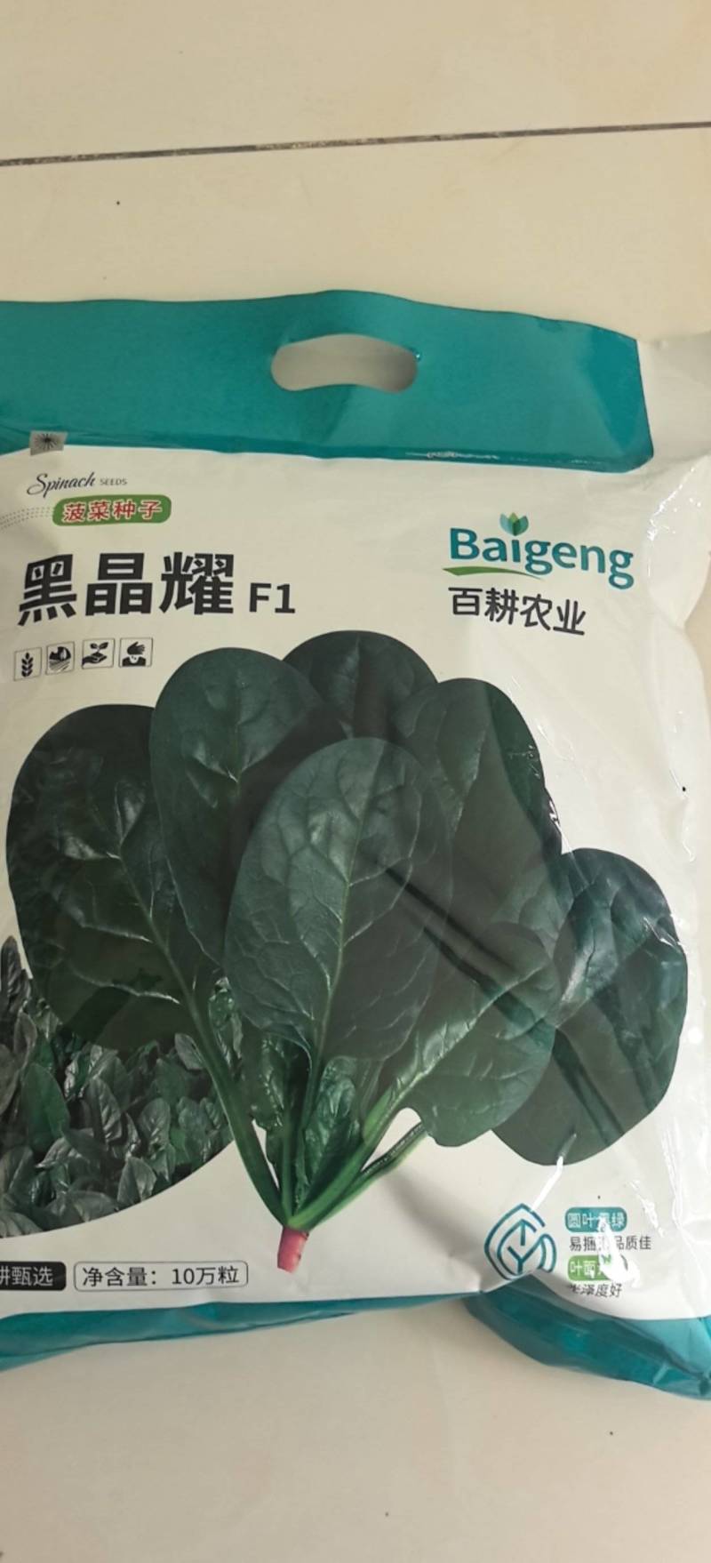 菠菜种子黑晶耀杂交菠菜种子墨绿叶耐寒耐热耐抽苔