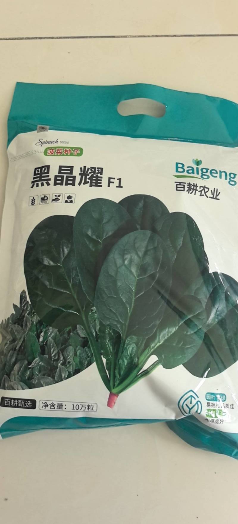 菠菜种子黑晶耀杂交菠菜种子墨绿叶耐寒耐热耐抽苔