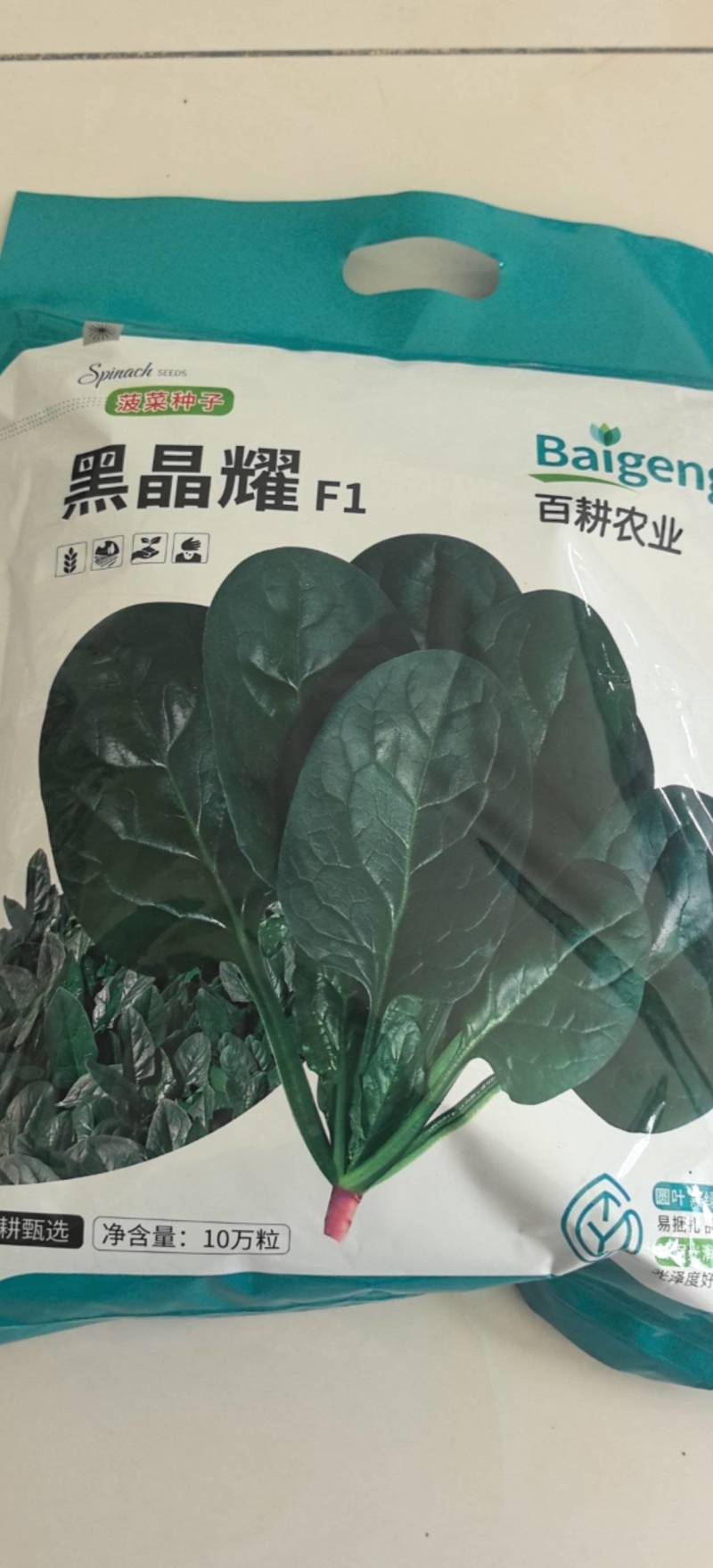菠菜种子黑晶耀杂交菠菜种子墨绿叶耐寒耐热耐抽苔