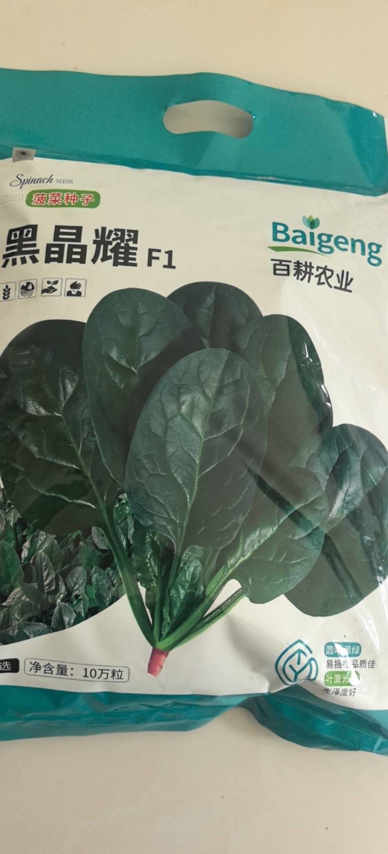 菠菜种子黑晶耀杂交菠菜种子墨绿叶耐寒耐热耐抽苔