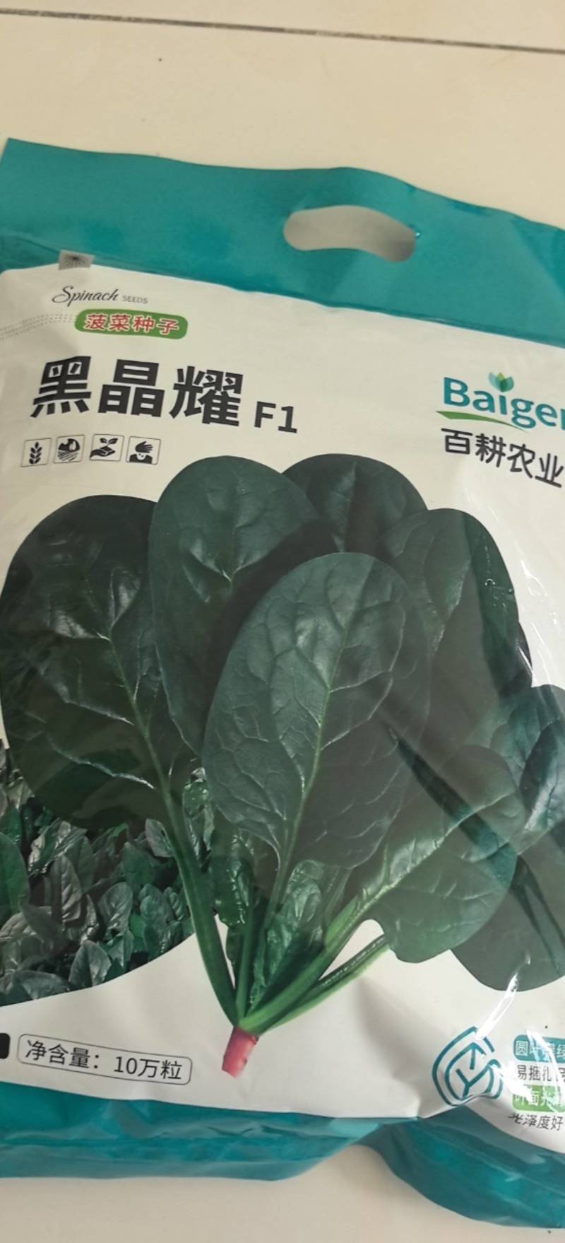 菠菜种子黑晶耀杂交菠菜种子墨绿叶耐寒耐热耐抽苔