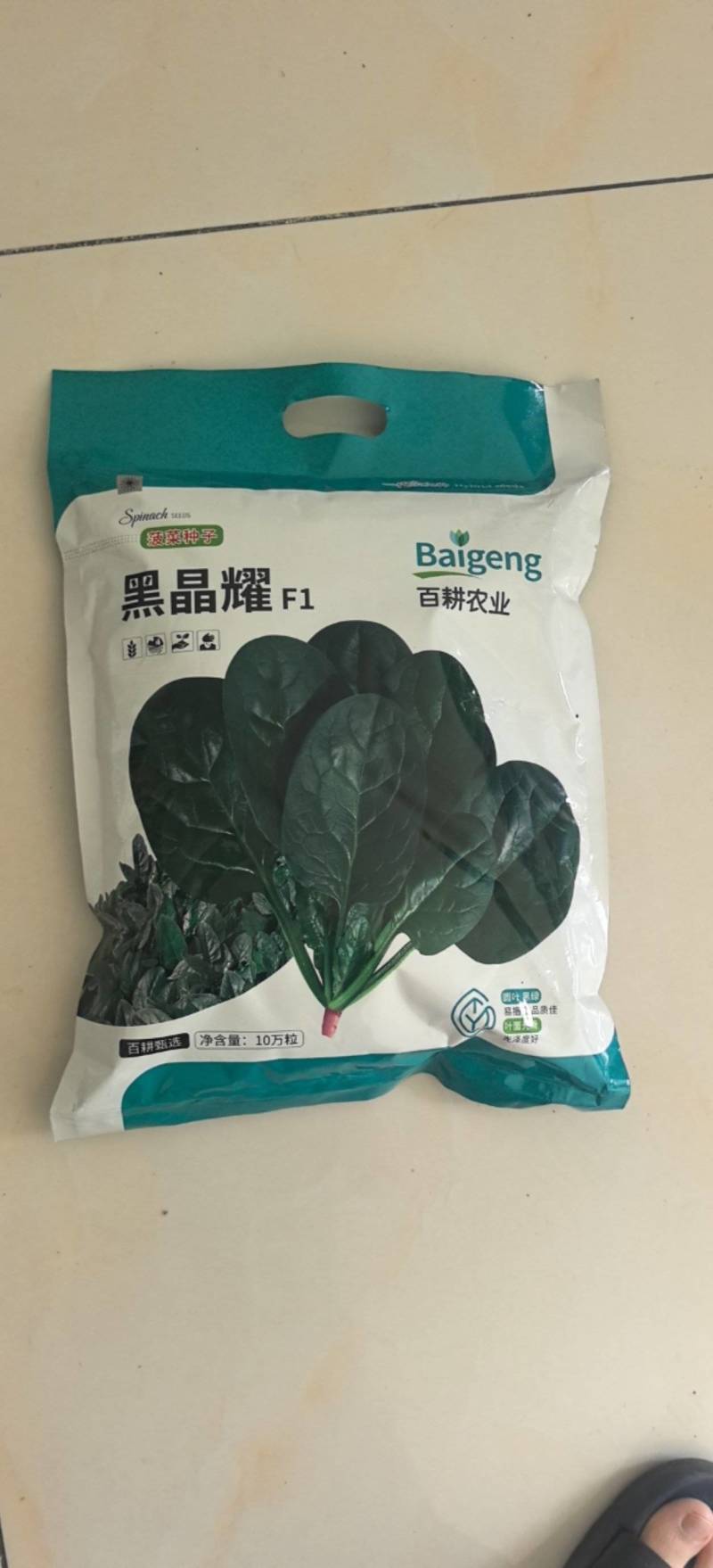 菠菜种子黑晶耀杂交菠菜种子墨绿叶耐寒耐热耐抽苔