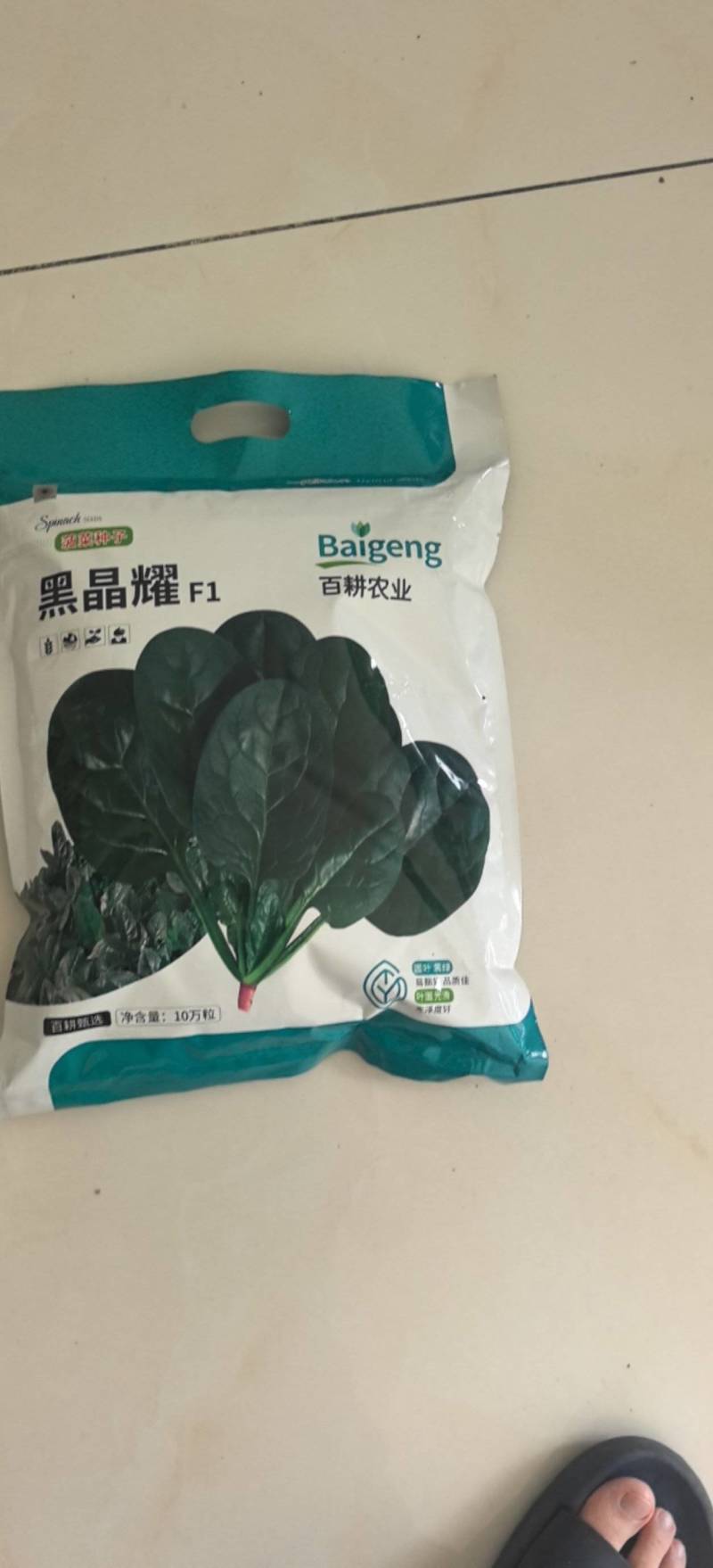 菠菜种子黑晶耀杂交菠菜种子墨绿叶耐寒耐热耐抽苔