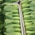 精品上海青