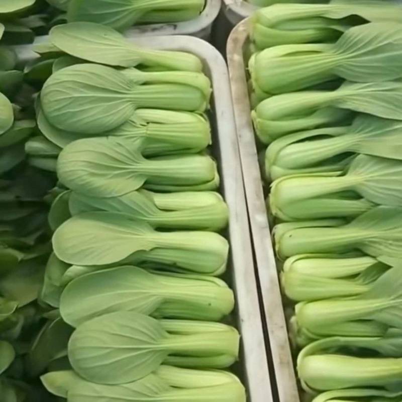 精品上海青
