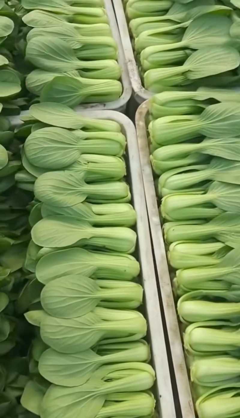 精品上海青