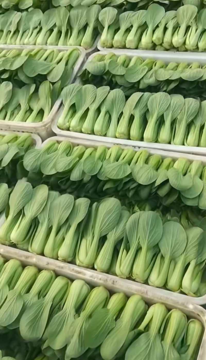 精品上海青