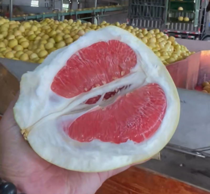 红心蜜柚