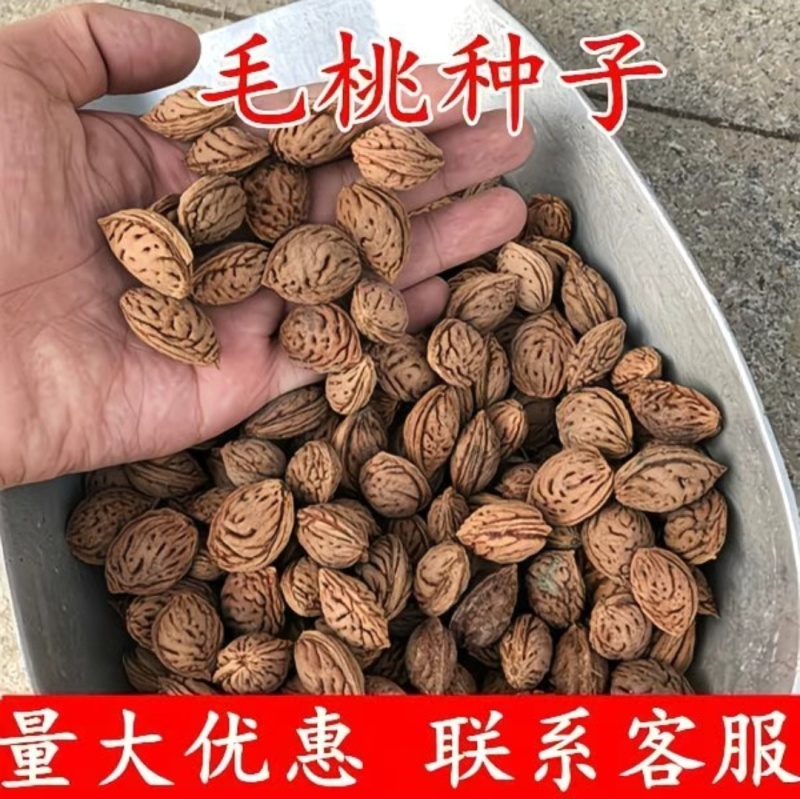 毛桃种子今年新采野毛桃树种子毛桃核种子桃树种子量大价优