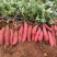 湖北襄阳精品西瓜红红薯产地发货一手货源批发品质保证发全国