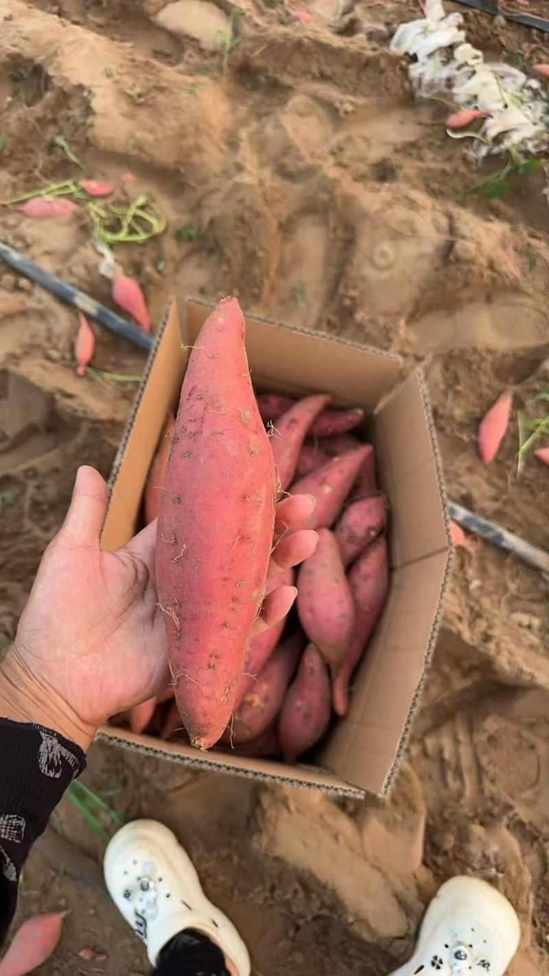 湖北襄阳精品西瓜红红薯产地发货一手货源批发品质保证发全国