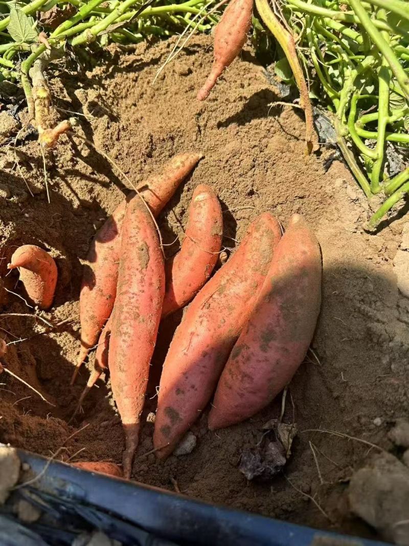 湖北襄阳精品西瓜红红薯产地发货一手货源批发品质保证发全国