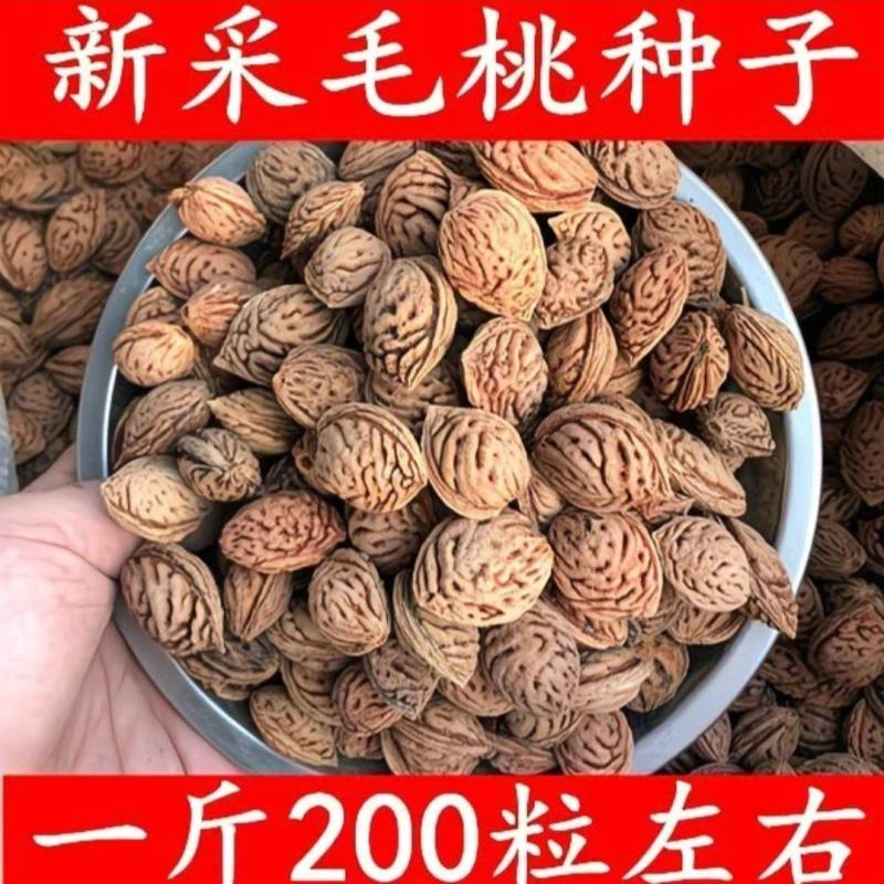 毛桃种子今年新采野毛桃树种子毛桃核种子桃树种子量大价优