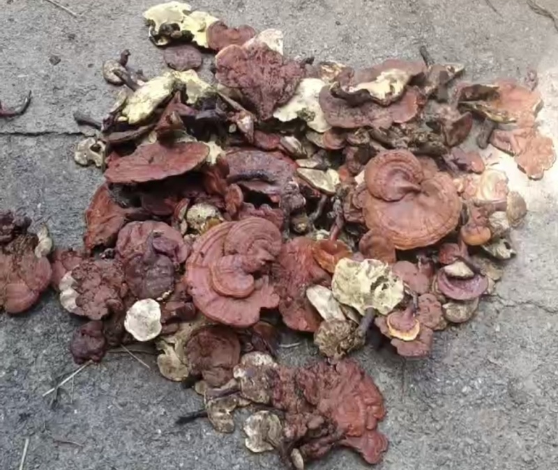 野生赤灵芝