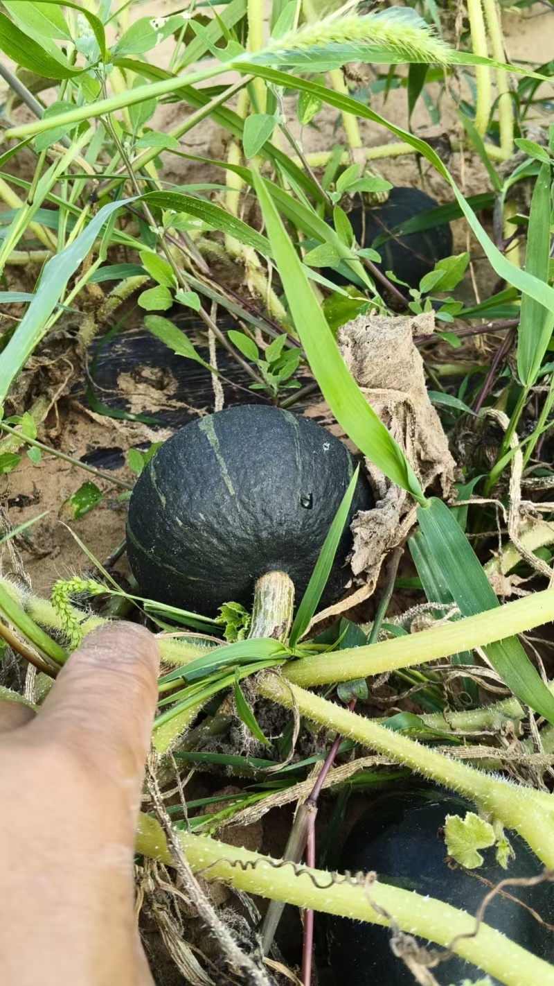 贝贝（贝蒂）