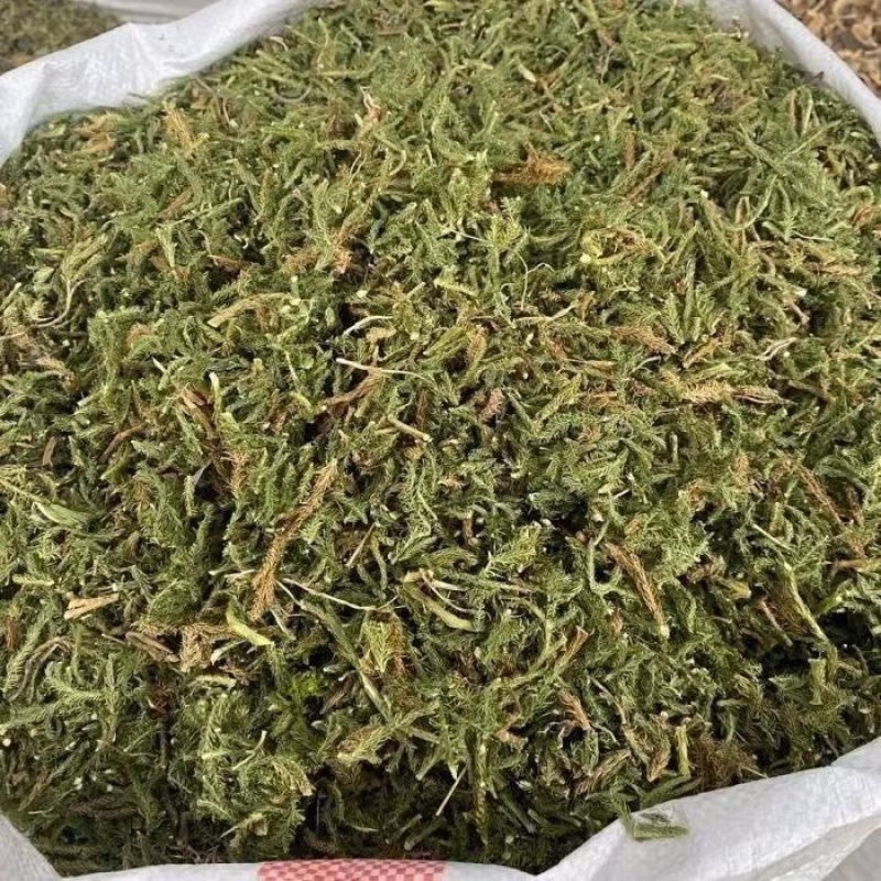 伸筋草中药材正品野生无硫新货批发舒筋草深山采挖***野生