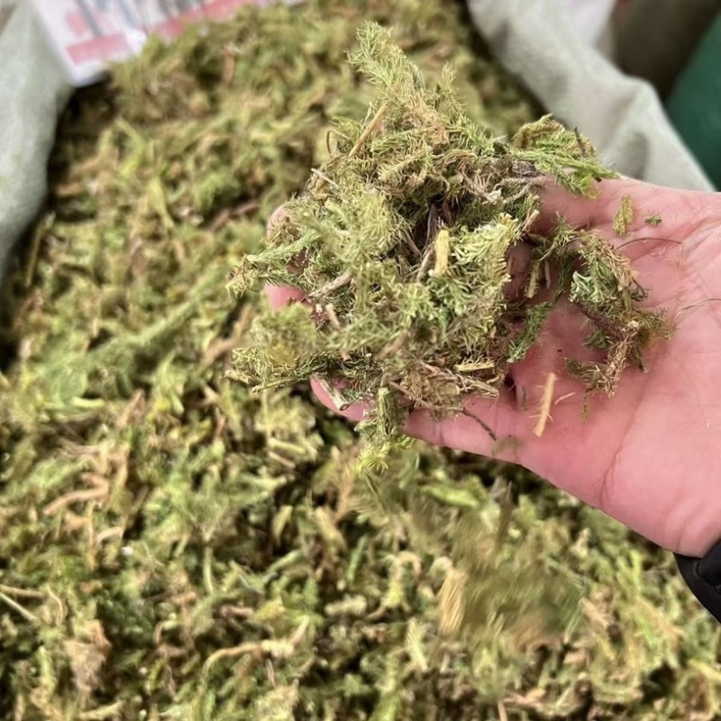 伸筋草中药材正品野生无硫新货批发舒筋草深山采挖***野生